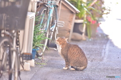 想う
