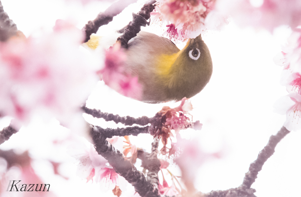 めじろちゃ～～～ん！