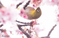 めじろちゃ～～～ん！
