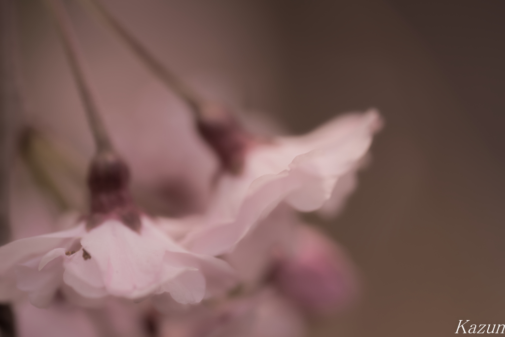 悲しみ