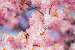 桜大好き☆