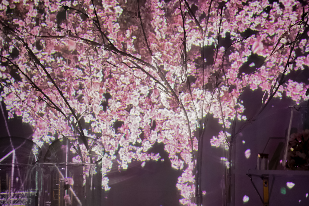 桜吹雪