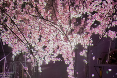 桜吹雪