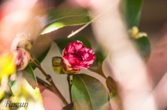 なんか、綺麗な花・・・・・・・