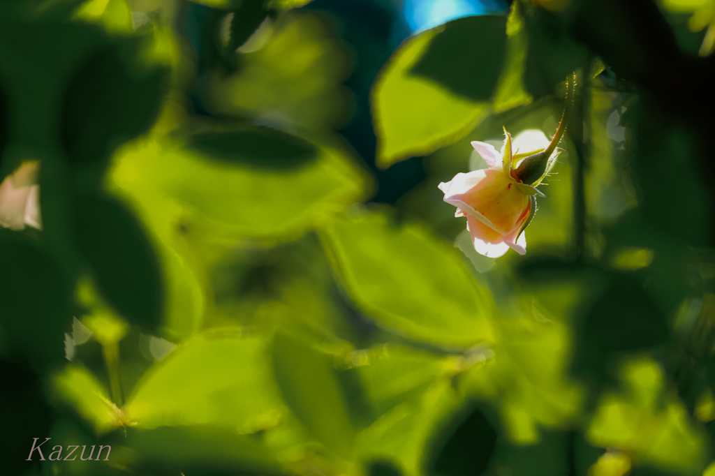 一輪の薔薇に惹かれて