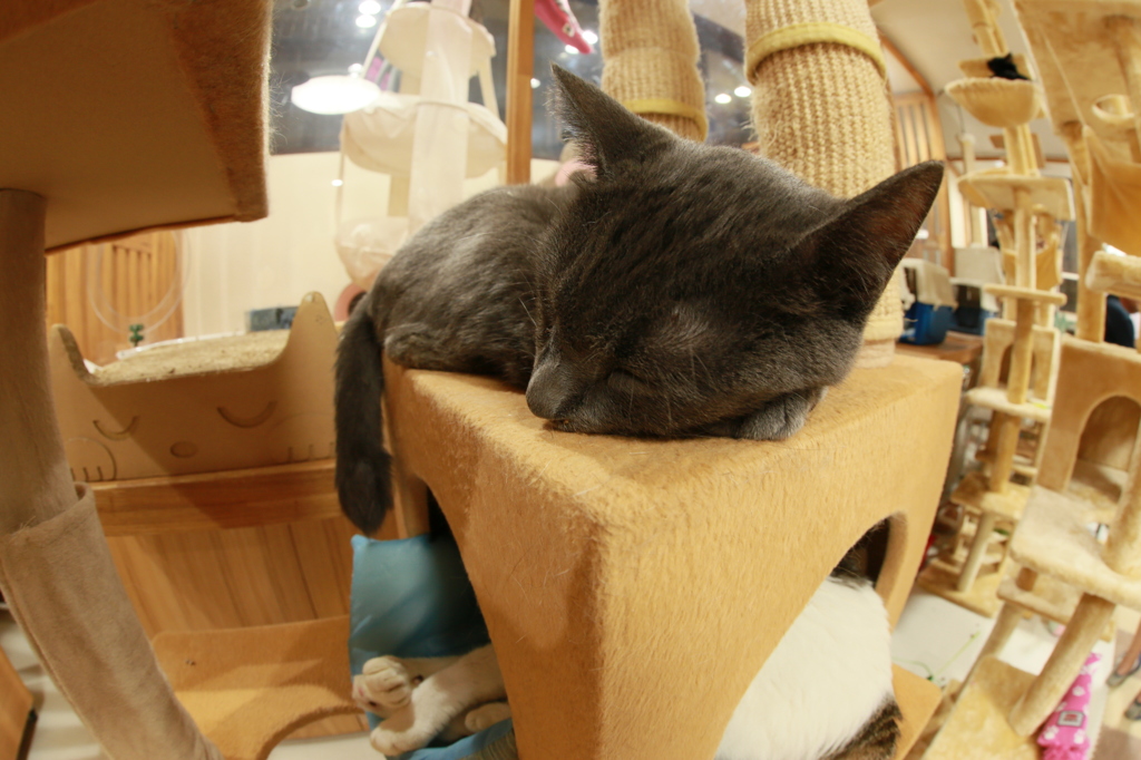 眠り猫