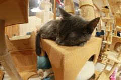 眠り猫