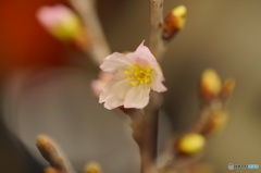 啓翁桜