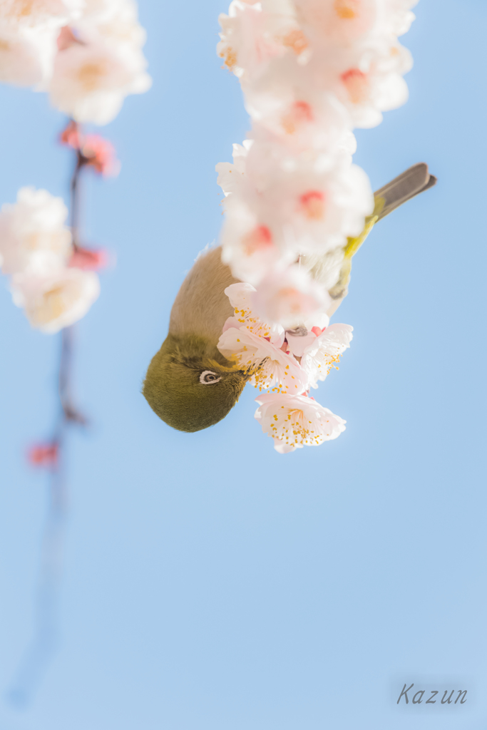 蜜のお味はいかが？