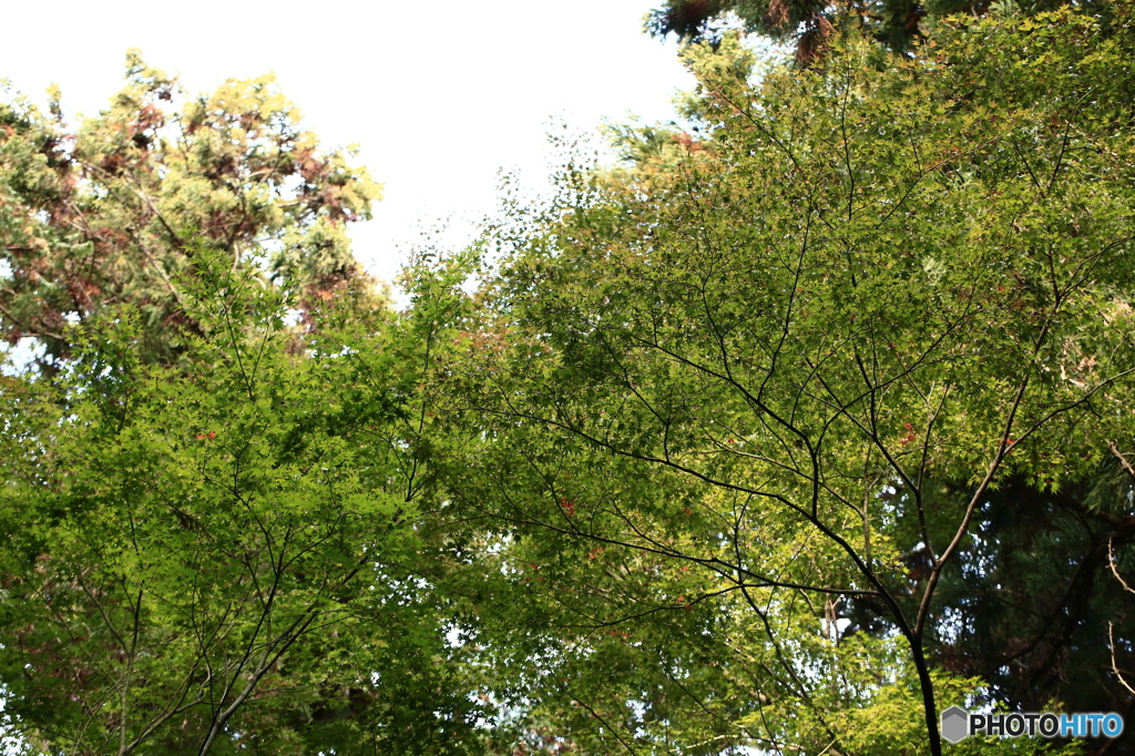 緑紅葉☆？？？え？