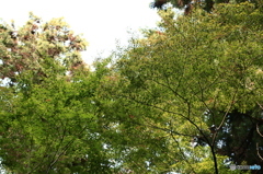 緑紅葉☆？？？え？