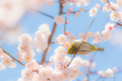 チューチュー　が好き☆