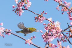 桜ジロウ　失敗　あるある　２