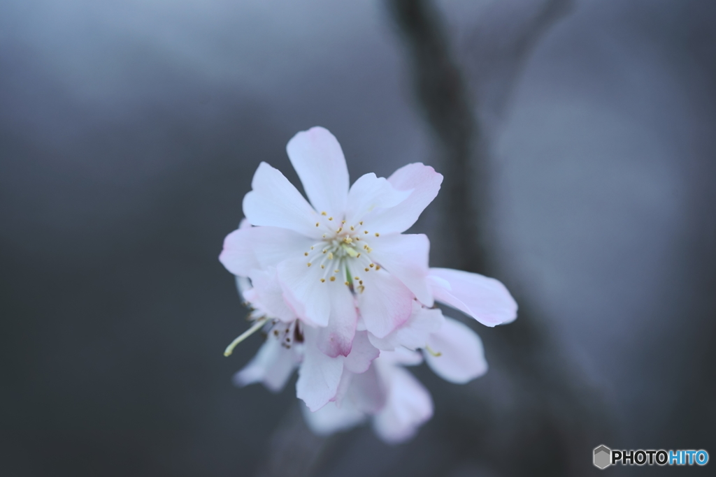 十月桜