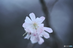 十月桜