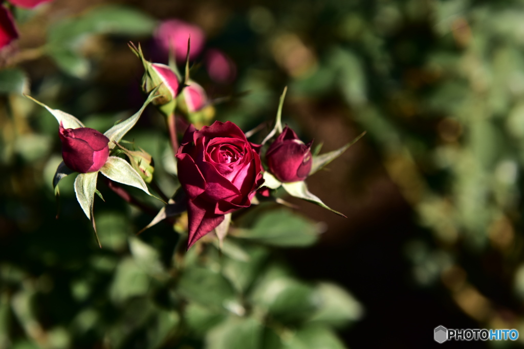 ROSE BOMB!