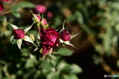 ROSE BOMB!