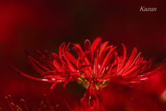 紅きグラス
