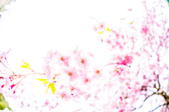 八重　２