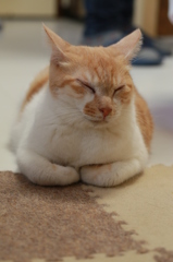 ネムネム