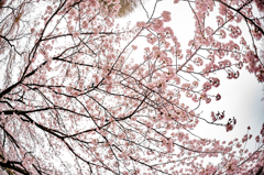昭和記念公園