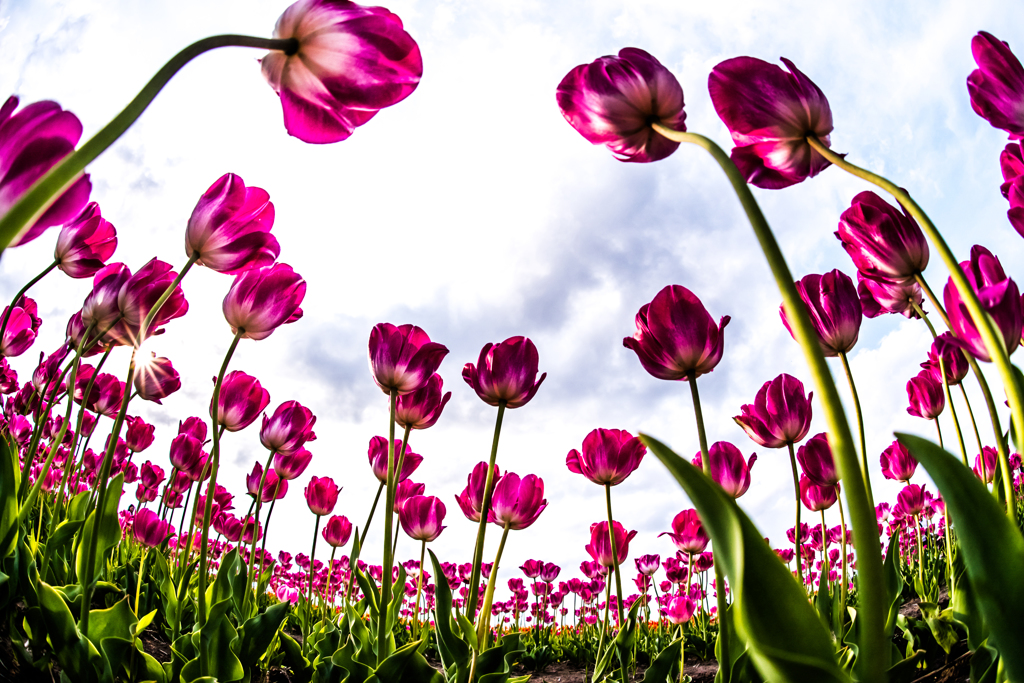 Tulip party!