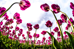 Tulip party!