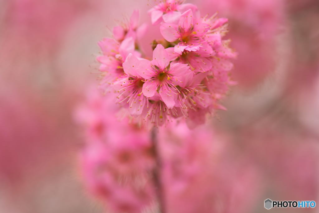 ヒマラヤ桜