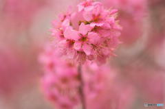 ヒマラヤ桜