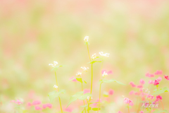 蕩ける、美しさ