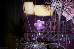 桜の輝き
