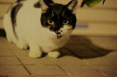 ニャ