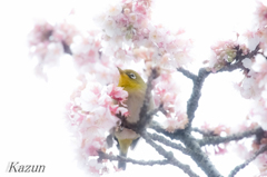 メジロちゃんの夢見頃