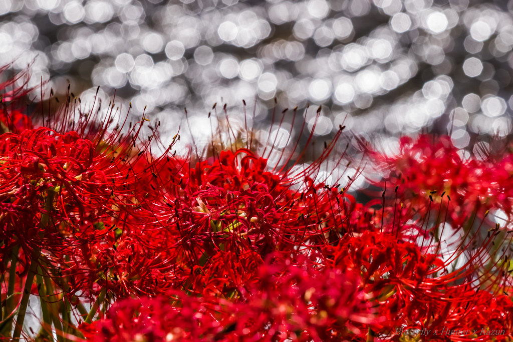 紅い夢　心地