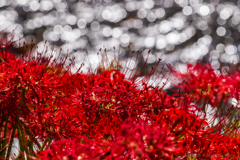 紅い夢　心地