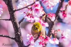 まるで烏天狗