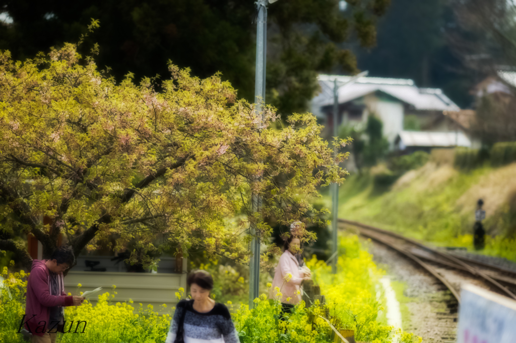 菜の花鉄道風景