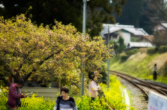 菜の花鉄道風景