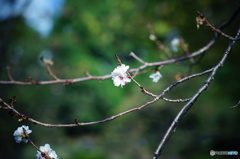 １０月桜・・・・・