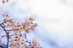 桜事情　(*゜ω゜)