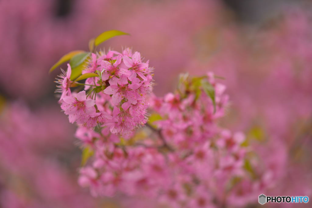 ヒマラヤ桜っぽ！