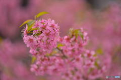 ヒマラヤ桜っぽ！