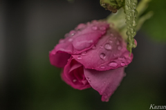 雨の粒