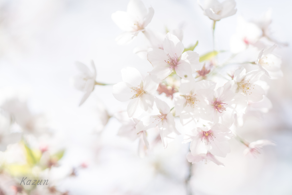 夢見る桜