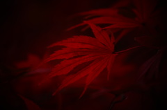 大きく、揺れる紅い鼓動