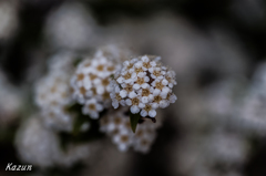 Flower Candy