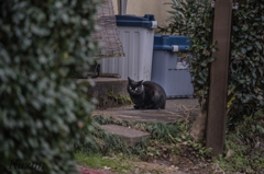 高尾梅郷の猫(*゜∀゜)