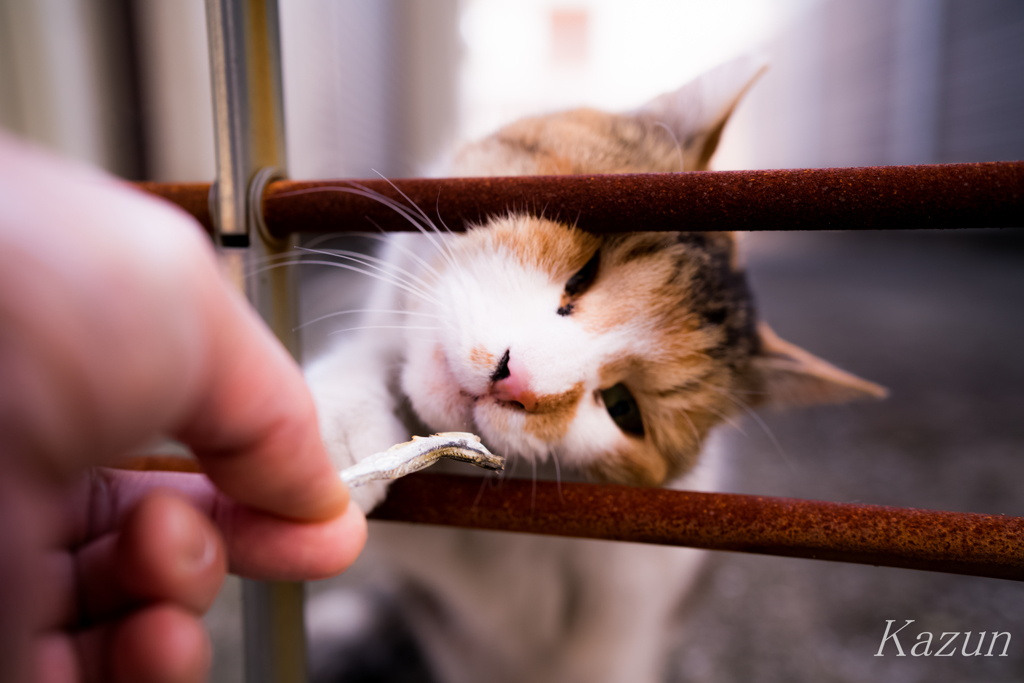 猫の心理  1　愛しい眼