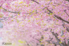 桜の道~♪