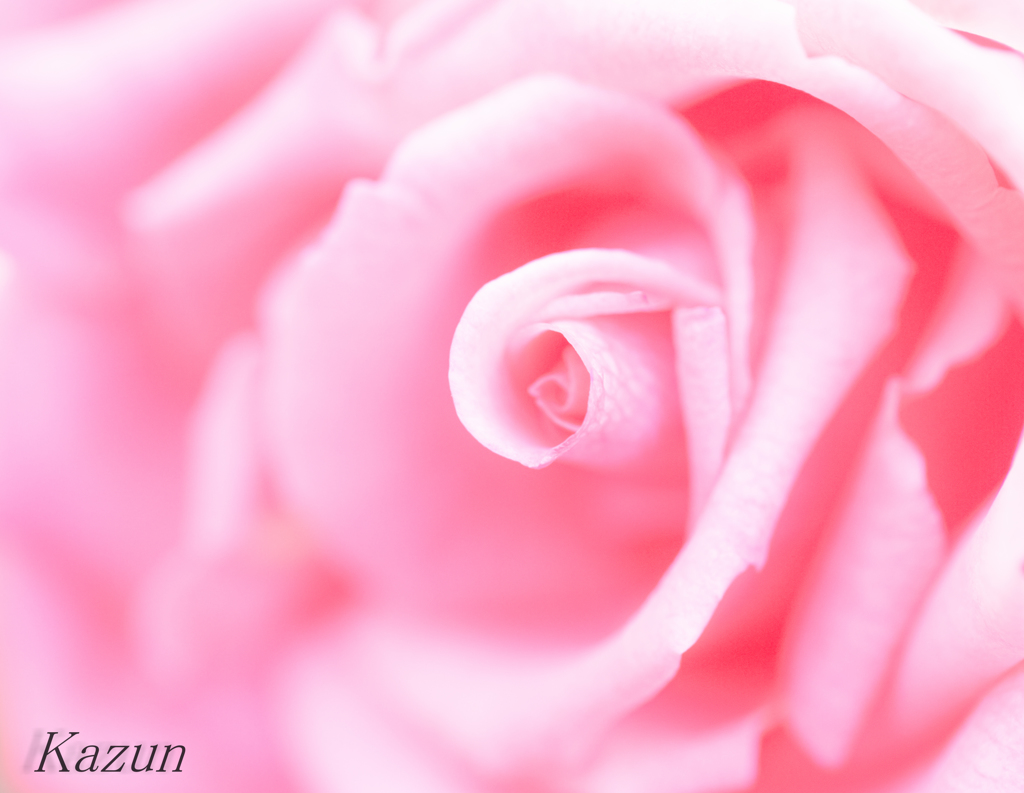 ROSE　DREAM